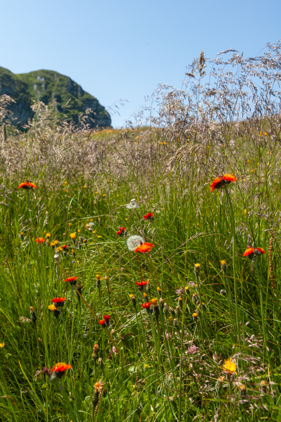 20060720-_DSC0846