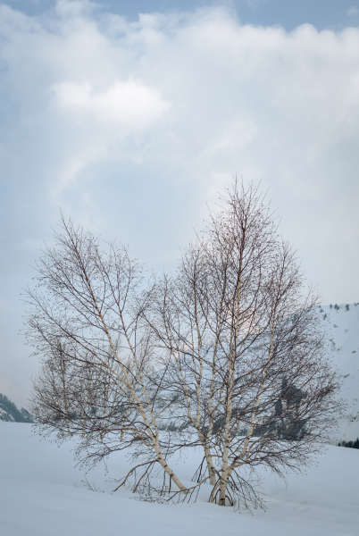 20090405-0904050029